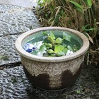 No 10 Gray Drip-glazed Water Lily Bowl  Shigaraki   goldfish medaka  su-0194 