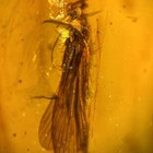 Lacewing Neuroptera With Strange Antenna In Burmese   Burmite Amber Fossil