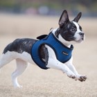 Puppia Dog Harness Vest  No Pull Adjustable Breathable Mesh  S M L Xl Xxl  Ah305