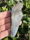 Natural Beautiful 3 49    Megalodon Tooth Fossil Shark Teeth
