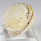 Rare Complete 25 52 G  Opalized Clam Fossil - Australia  old Collection 