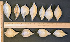 35 Empty Dried Milkweed   35 Sweet Gum Tree Spiked Ball Pods Arts Crafts Floral