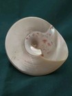 Beautiful Tectus Niloticus Pearled Speckled Sea Shell 2 6 Inches Tall