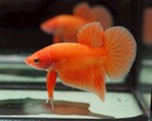 Breeding Pair Of Super Orange Halfmoon Plakat Live Betta Fish Good Quality