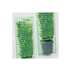 Clone Shipper For Shipping 12  Tall Young Plant Cuttings Germination Propagation