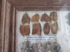 Navajo Medicine Chart - Arletta Henderson - New In Plastic 8  X 10  Wood Framed