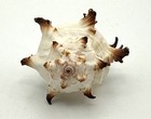 Spiny Endive Murex Shell 2 5    Cream White Dark Tipped Spines