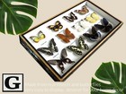 12 New Real Butterfly Insect Taxidermy Display Wood Framed Shadow Box Decor Art