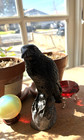 Powerful Raven Familiar Raven Psychic Knowing Energy   Protection Retribution