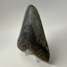 Megalodon Shark Tooth 4 72 Inch - Colorful - Natural Fossil - Real Teeth 20048