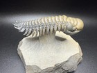 Crotalocephalus Trilobite Flying Position Prepped