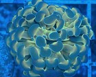 Wysiwyg Live Coral Frag - Ao Coral Farms    hologram Hammer 