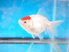 Pack 4 Red Cap Fantails 2 5- 3 Inch Live Fish Free Shipping