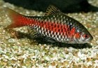 7 Pack Odessa Barb Tropical Fish 3 4 To 1  Unsexed