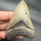 Megalodon Shark Tooth Swfl Collector Grade 3 72    All Natural