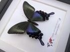 Framed Chinese Peacock Swallowtail Butterfly  Iridescent Green Entomology