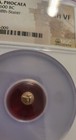Ionia  Phocaea Electrum Ch-vf Twelth Stater Rare 