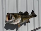 28  Largemouth Bass Two Sided Fish Mount Replica Facing - Quick Production
