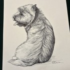 Cairn Terrier Original Pen And Ink By Martha Van Loan 14 X17