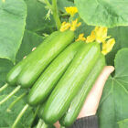 50 cucumber Seeds Long Garden Sweet Slice Burpless Hybrid Cucumber Usa