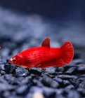 1 Female - Live Betta Fish High Quality - Hmpk Super Red Rose - Usa Seller