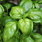 Basil Seeds - Italian Large Leaf Basil Herb Seeds - Heirloom Non-gmo