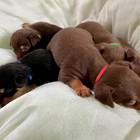 60pcs Adjustable Elastic Collars For Newborn Puppies And Kittens  12 Colors