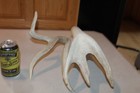 92 6 8 Wild Triple Main Beam Iowa Freak Shed Whitetail Deer Mount Taxidermy Mule
