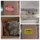 10 2 Amano - 100  Live Guarantee - Algae Eater - Freshwater - Aquarium Shrimp