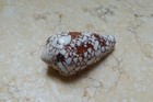 F Textile Conus Shell Nice Pattern Nature Massive Red Sea Shell Specimen 58mm