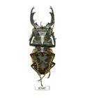 Beetle  Insect -h7687  Lucanidae  Odontolabis Paulei  -huge 76 2mm  Laos