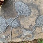 7200 Grams Of Fossils Of Crinoid From The Guanling Biota In Guizhou