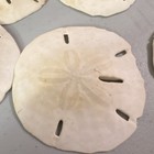 Natural Sand Dollar Shells Lot - White Assorted Sizes