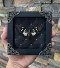 Real Cicada Taxidermy Frame Vintage Gothic Insect Art Witchy Home Wall Decor