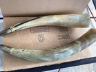 Horns cow bull