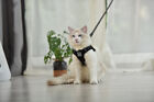 Adjustable Pet Control Harness Collar Safety Strap Vest   Strap Rope For Cat Dog
