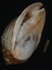 534 Cassis Tessellata W o 263 2mm Top Important Natural Seashell Rare Beauty