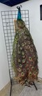 Beautiful Peacock Taxidermy Stuffed Wall Mount