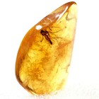Mosquitoe In Amber -  Rare Natural Inclusion - Fossil Collectable -448-