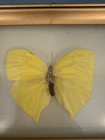 Vintage Framed Yellow Butterfly Wood Frame  Wall Art