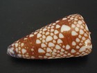Perfection   conus Nobilis Gisellelieae 45 2mm gem indonesia Seashell