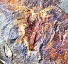 Rare Complete 6 5cm  Unprepared Marrelomorph  Tremadoc Series  Fezouata  Morocco