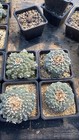 Single Head A Huge Raresucculent Cactus Plant Haveroots Norootstock 9-12cm