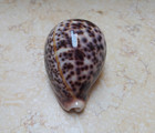 Cypraea Pantherina Red Sea Shell Super Natural Glossy Stunning 94 9 Mm F    f   