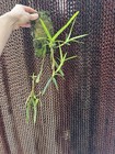 Maxillaria Procurrens In Spike Dark Red Clone Specimen Pendant Orchid Species 