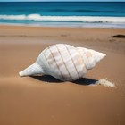 Beautiful 2    Banded Tulip Sea Shell From Sand Dollar Island Beach  Florida 