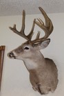 Wide   Tall Whitetail Deer Head Shoulder Mount Taxidermy Cape Shed Antler Mule
