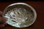 Polished Both Sides Abalone Sea Shell Beach Decor 5 