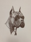 Vintage Boxer Dog Portrait Purina Dog Chow 8 5 8  X 11 5 8  Original 