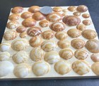 Natural Shells With Beautiful Patterns Natural Sea Shells Art Craft From Japan